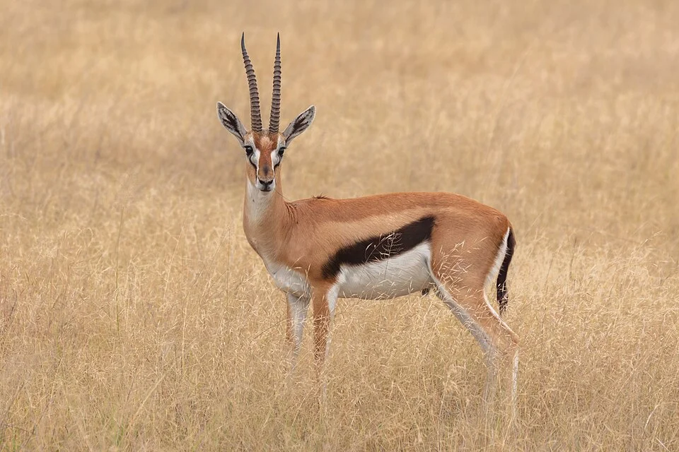 Thomson's gazelle (Eudorcas thomsonii), Amboseli National Park, Kenya. Named after British explorer Joseph Thomson, this is the most common type of gazelle in East Africa with numbers over 200,000. It's claimed to have top speeds up to 80–90 km/h (50–55 mph), making it the fourth-fastest land animal, after the cheetah (its main predator), pronghorn, and springbok.