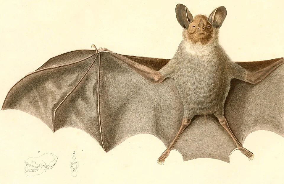 « Lophostoma silvicola » = Lophostoma silvicolum (White-throated Round-eared Bat)