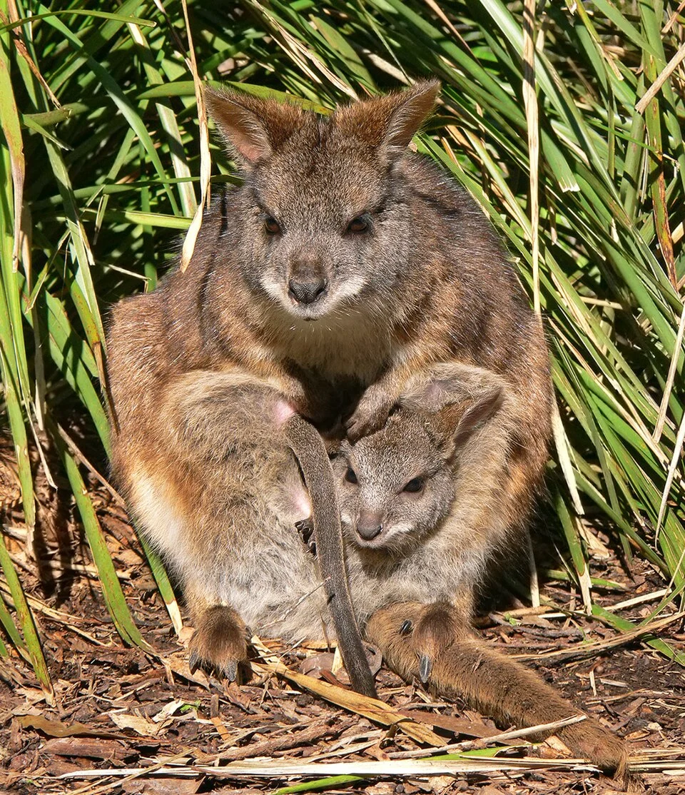 Parma Wallaby mother and joey (Macropus parma)