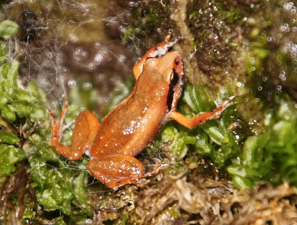 Arthroleptella lightfooti - Lightfoot's Moss Frog