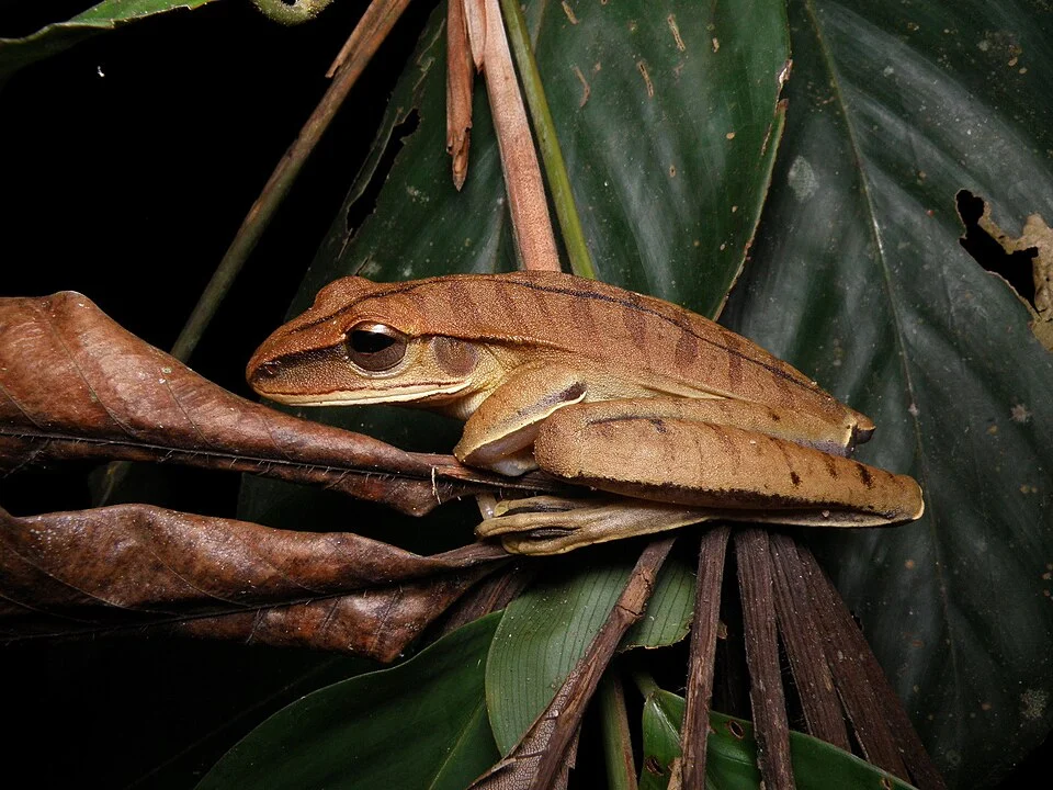 Boana leucocheila (White-lipped Tree Frog) in Aripuanã, Mato Grosso, Brazil. Photo by Christopher Borges. Original iNaturalist observation here: https://www.inaturalist.org/observations/145797133