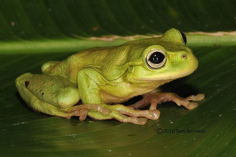 Plectrohyla exquisita, Cusuco National Park, Honduras