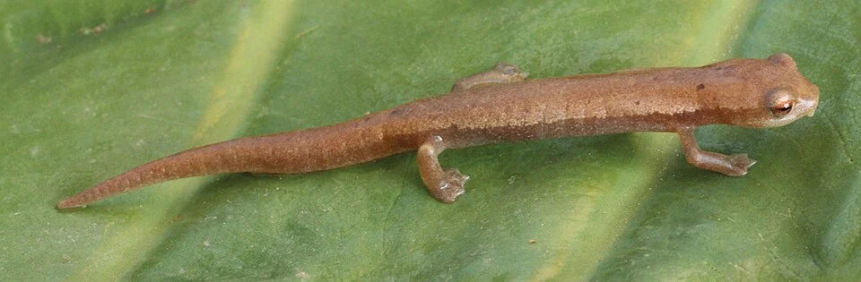The Bolitoglossa chinanteca holotype.