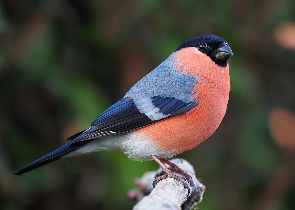 Eurasian bullfinch, Pyrrhula pyrrhula, male. Lancashire, UK.