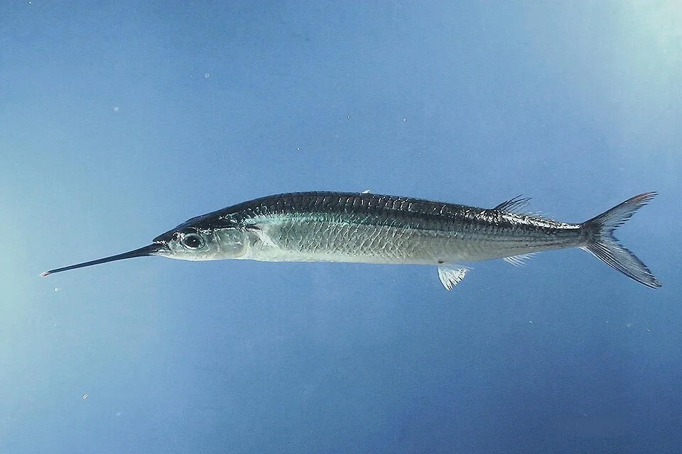Common halfbeak or Atlantic silverstripe halfbeak ( Hyporhamphus unifasciatus ). Gulf of Mexico.