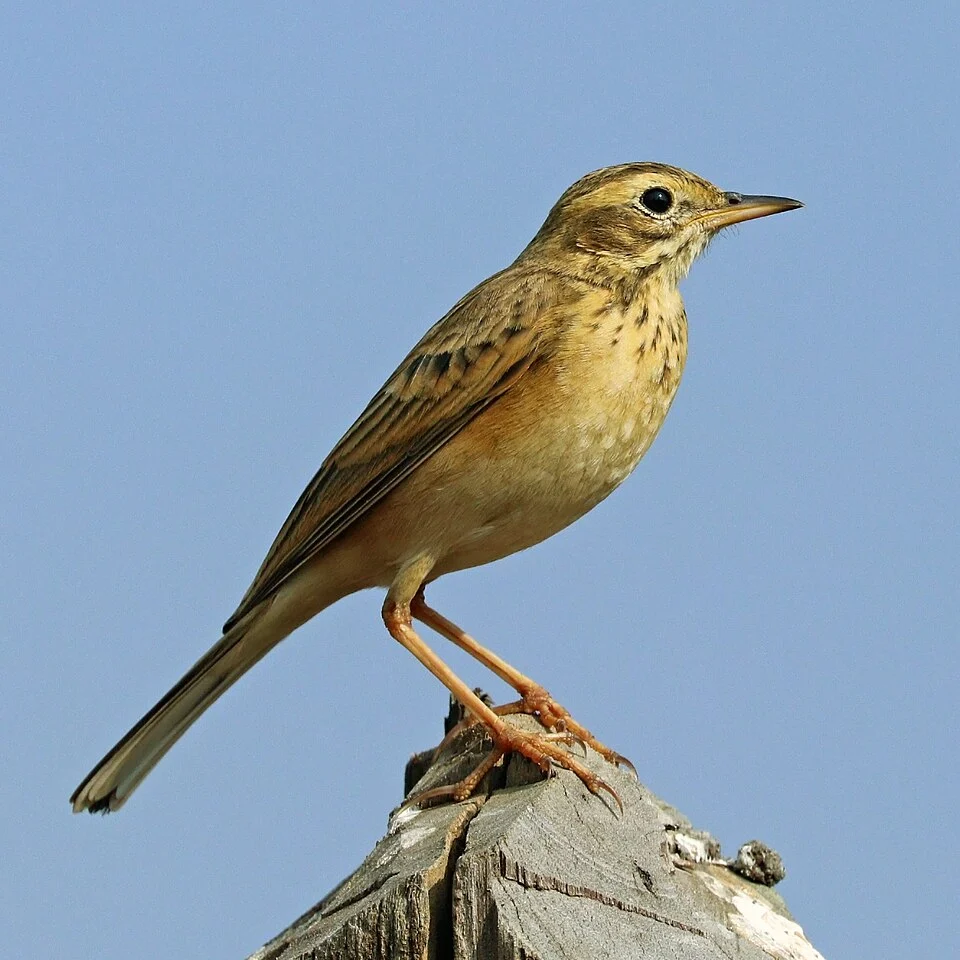 Paddyfield pipit (Anthus rufulus rufulus), Kanha National Park, MP, India