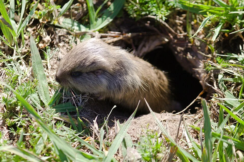 Lami Tuco-tuco (Ctenomys lami)