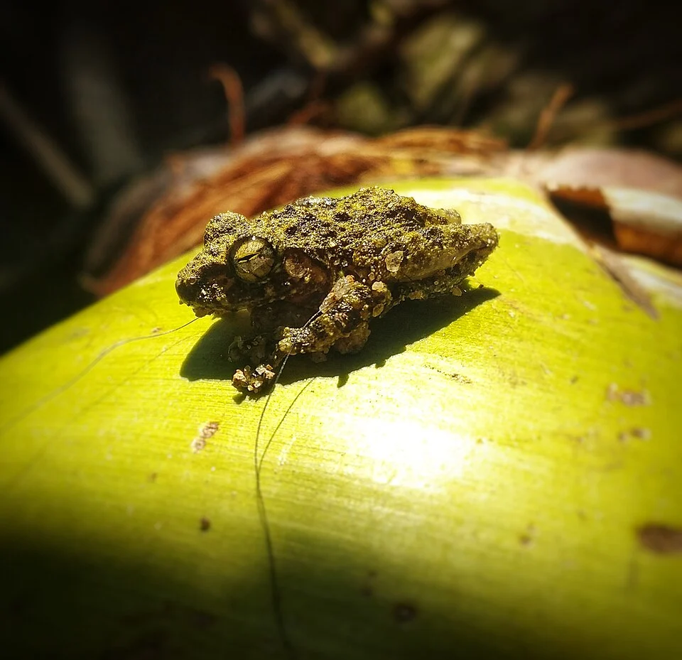 Pseudophilautus hallidayi හැලිඩේගේ මැඩියා Halliday's Shrub Frog