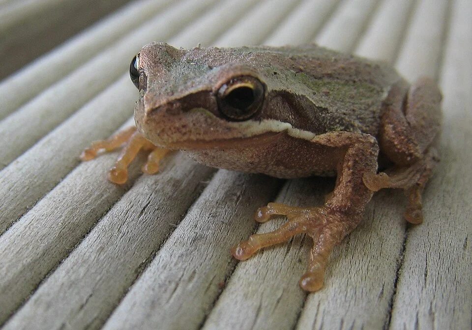 Brown Tree Frog (Litoria ewingii), photographed between Portland and Cape Bridgewater, Victoria, Australia.