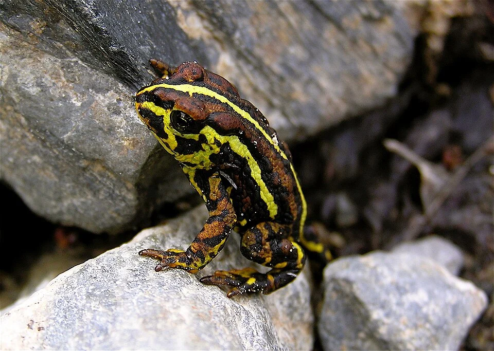 Saw this "walking" toad in Patagonia on a trip in 2007. Just identified it thanks to Wikipedia and other sources.