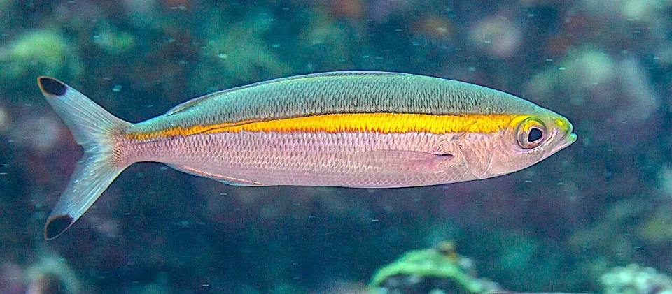 Goldband fusilier (Pterocaesio chrysozona), Ad Dimaniyat Islands, Oman