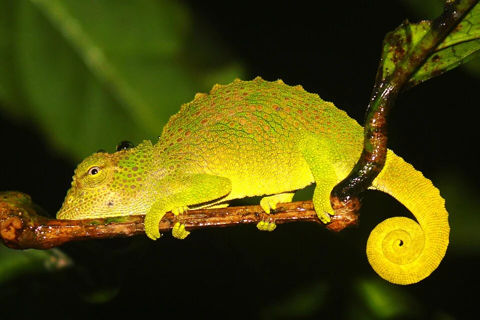 Trioceros feae. Equatorial Guinea
