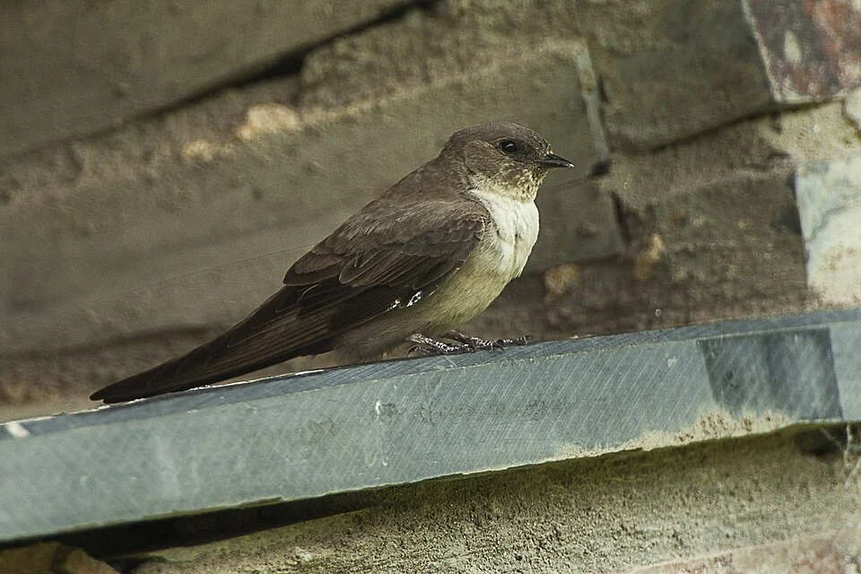 Eurasian Crag Martin Ptyonoprogne rupestris, Extremadura, Spain 1779