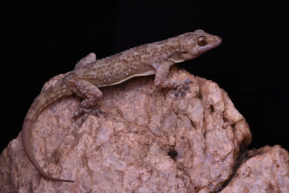 Newly described Rock dwelling gecko from Madurai, Tamilnadu.