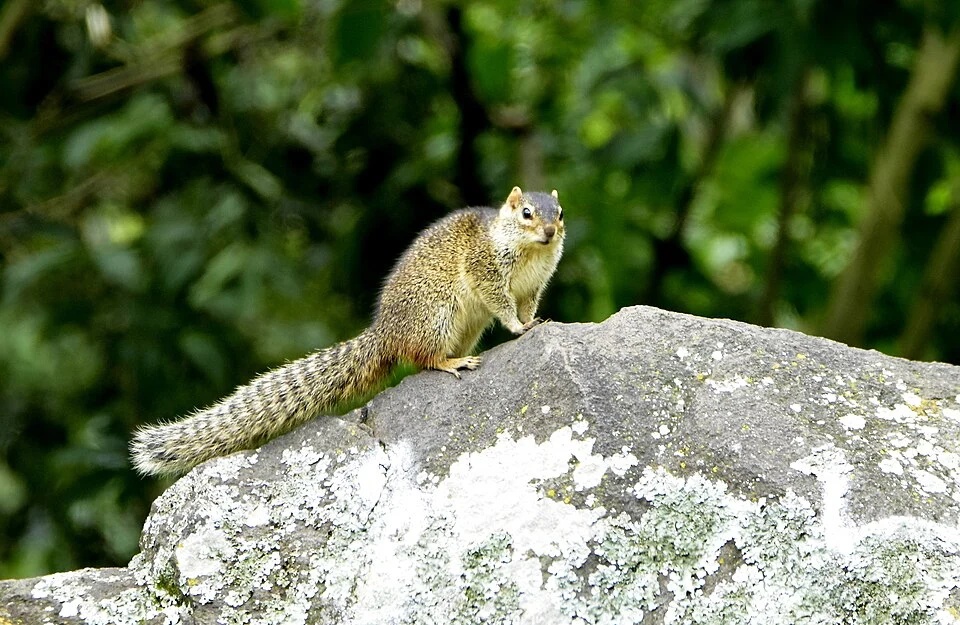 Ring-tailed Ground Squirrel (Notocitellus annulatus)