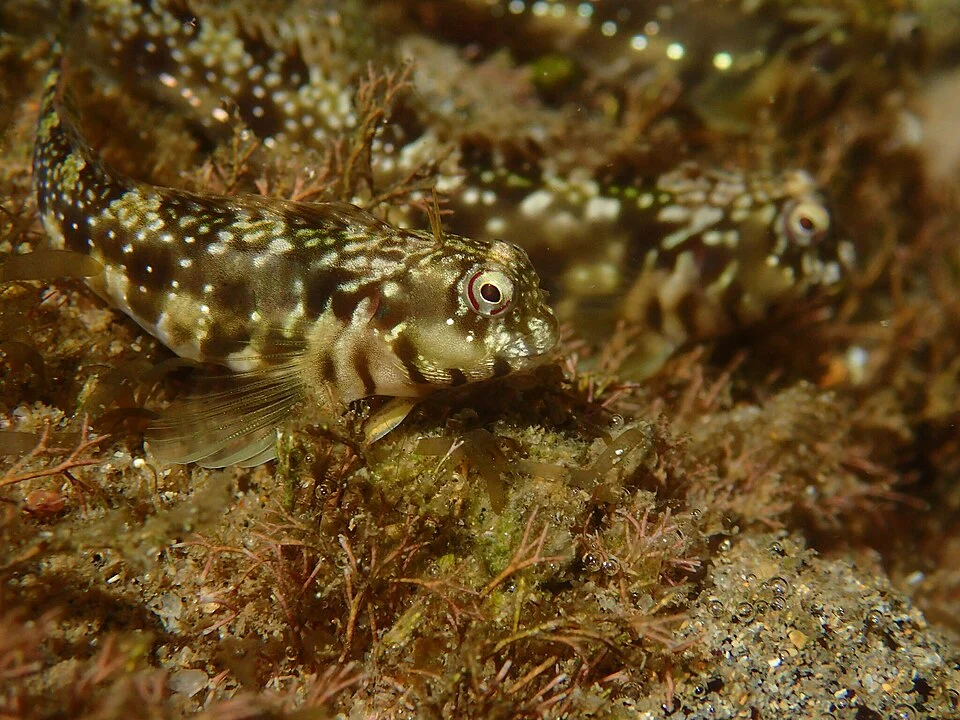 Photographer: Mahomed Desai
Photograph of a fish, supposedly the Horned Rockskipper (Antennablennius bifilum) by the original photographer, taken near Park Rynie, KwaZulu-Natal, South Africa.
Mahomed Desai, the original photographer, is said to be an "Ecologist with an interest in ecosystem processes and species interactions".
The photograph is said to be "Research Grade"; the community consensus agreed that this photo is a Horned Rockskipper by the original photographer, Roberto Pillon (an "Italian underwater nature photographer, specializing in the identification of Mediterranean fish and ec