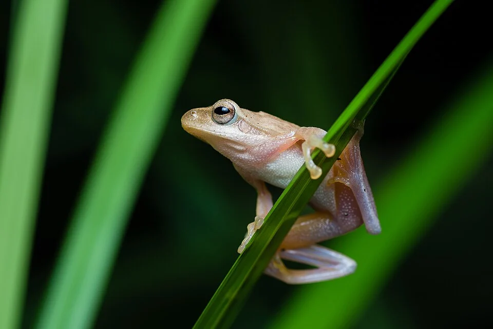 Chiromantis doriae, Doria's Asian tree frog - Phu Khieo Wildlife Sanctuary.
Photo by Thai National Parks, https://www.thainationalparks.com/phu-khieo-wildlife-sanctuary.