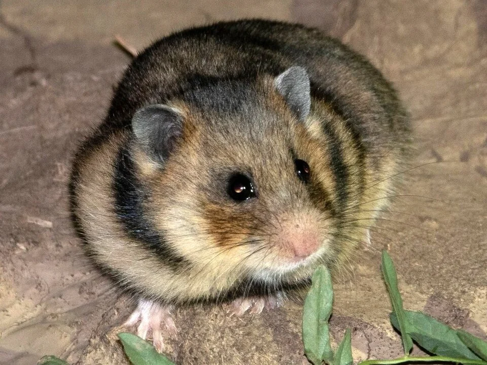 Mesocricetus newtoni.