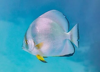Orbicular (round body) batfish (Platax orbicularis), Red Sea, Egypt. It belongs to the family Ephippidae, the spadefishes and batfishes. This species is found in the Indo-Pacific but has been recorded outside its native range in the western Atlantic Ocean. The adult can reach a total length of 40 centimetres (16 in).