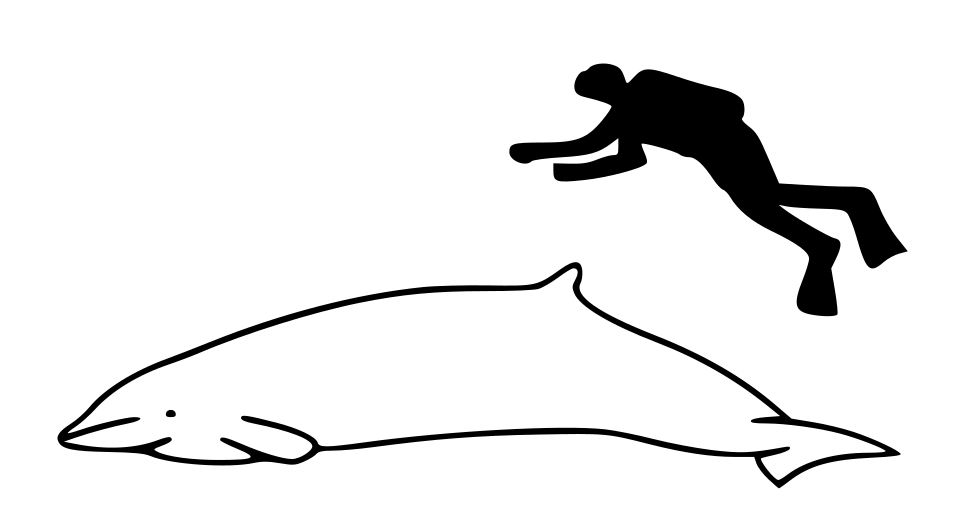 This W3C-unspecified vector image was created with Inkscape .Size comparison of an average human and a Hector's beaked whale (Mesoplodon hectori).