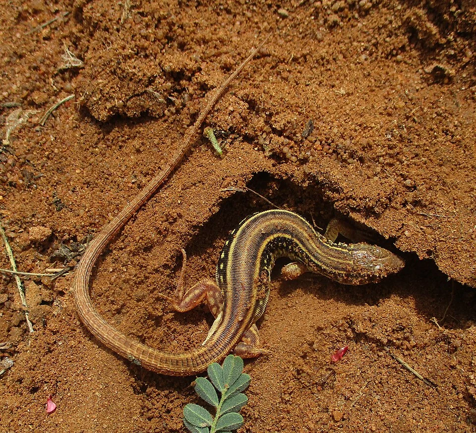 Holub’s Sandveld Lizard (Nucras holubi). Species of reptile.