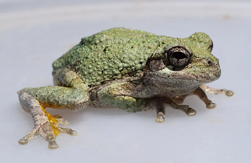 An adult Hyla chrysoscelis (Cope's gray treefrog) at the University of Mississippi Field Station in May 2016.
