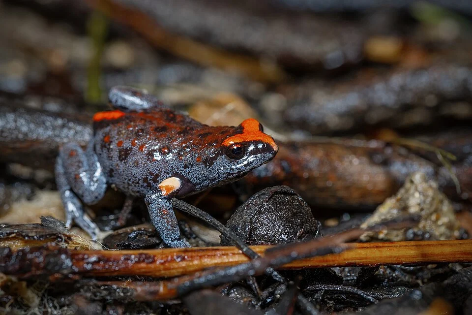 Red-crowned Toadlet, Madden's Plains, NSW, Australia