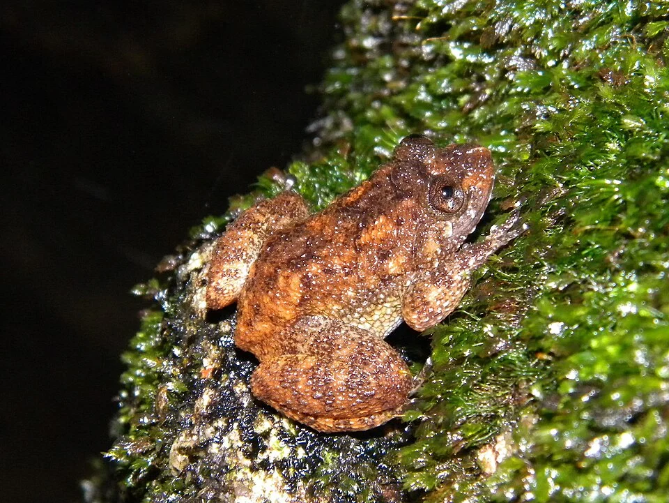 Nyctibatrachus aliciae