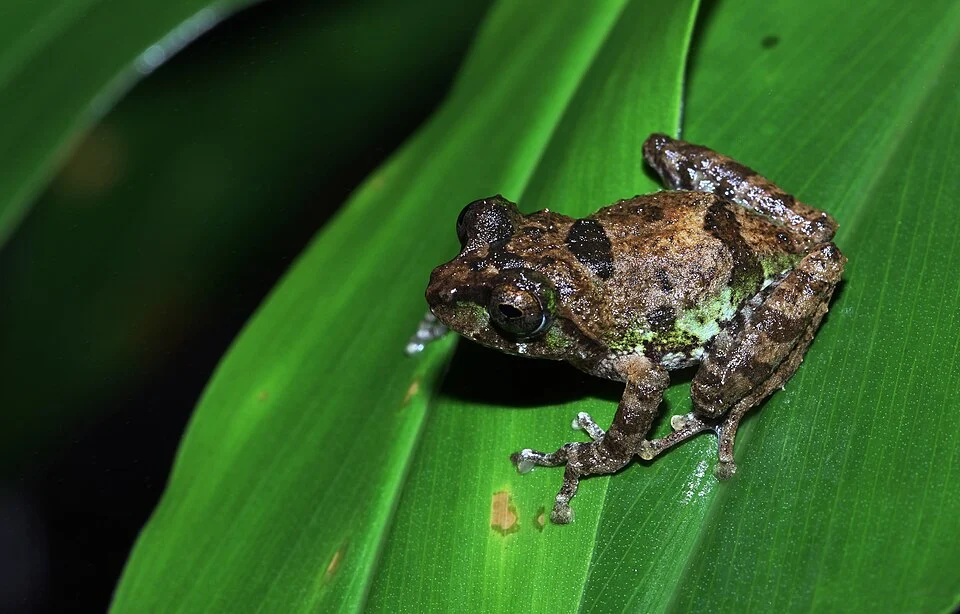 Pseudophilautus jagathgunawardanai