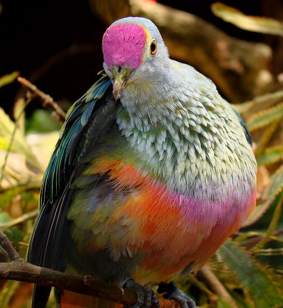 A Rose-crowned Fruit Dove Ptilinopus regina, photographed in captivity in Taronga Zoo in Sydney, Australia.