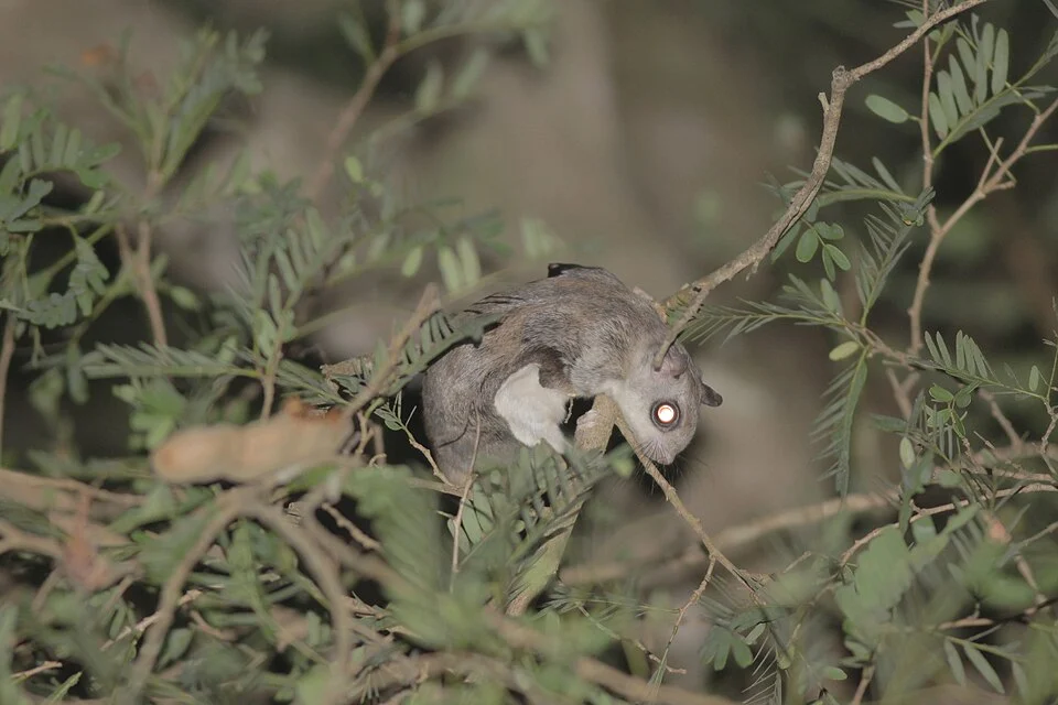 Indochinese Flying Squirrel (Hylopetes phayrei)