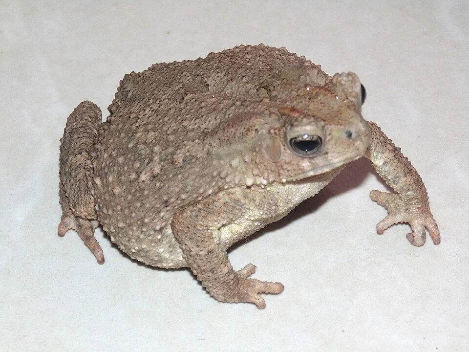 Philippine Toad (Ingerophrynus philippinicus). Species of amphibian.