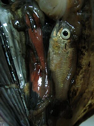 Cardinal fish inside a penshell from Jaragua National Park, Dominican Republic