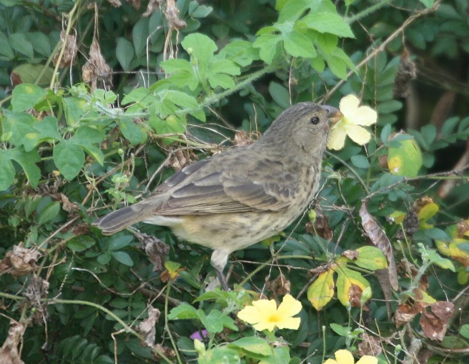 Female Vegetarian Finch (Platyspiza crassirostris) feeding on San Cristóbal in the Galápagos Islands.