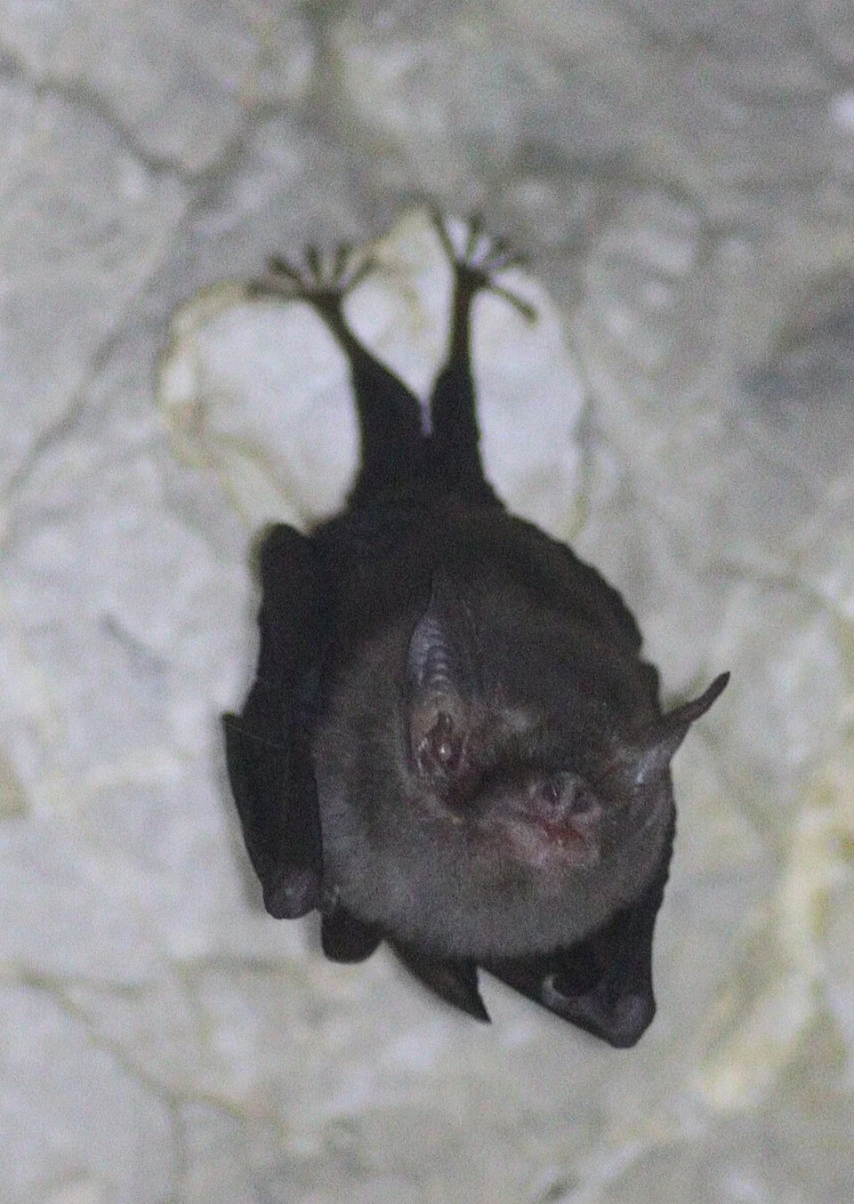 Bumblebee Bat (Craseonycteris thonglongyai) in Thailand