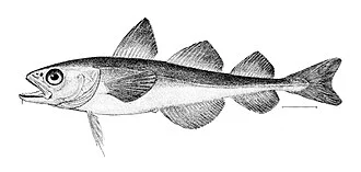 Polar cod, Boreogadus saida. The specimen #21746, U. S. National Museum, collected at Annanactook Harbor, Cumberland Gulf, by Ludwig Kumlien on October 19, 1877.