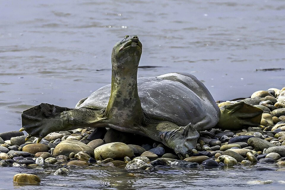 Indian softshell turtle