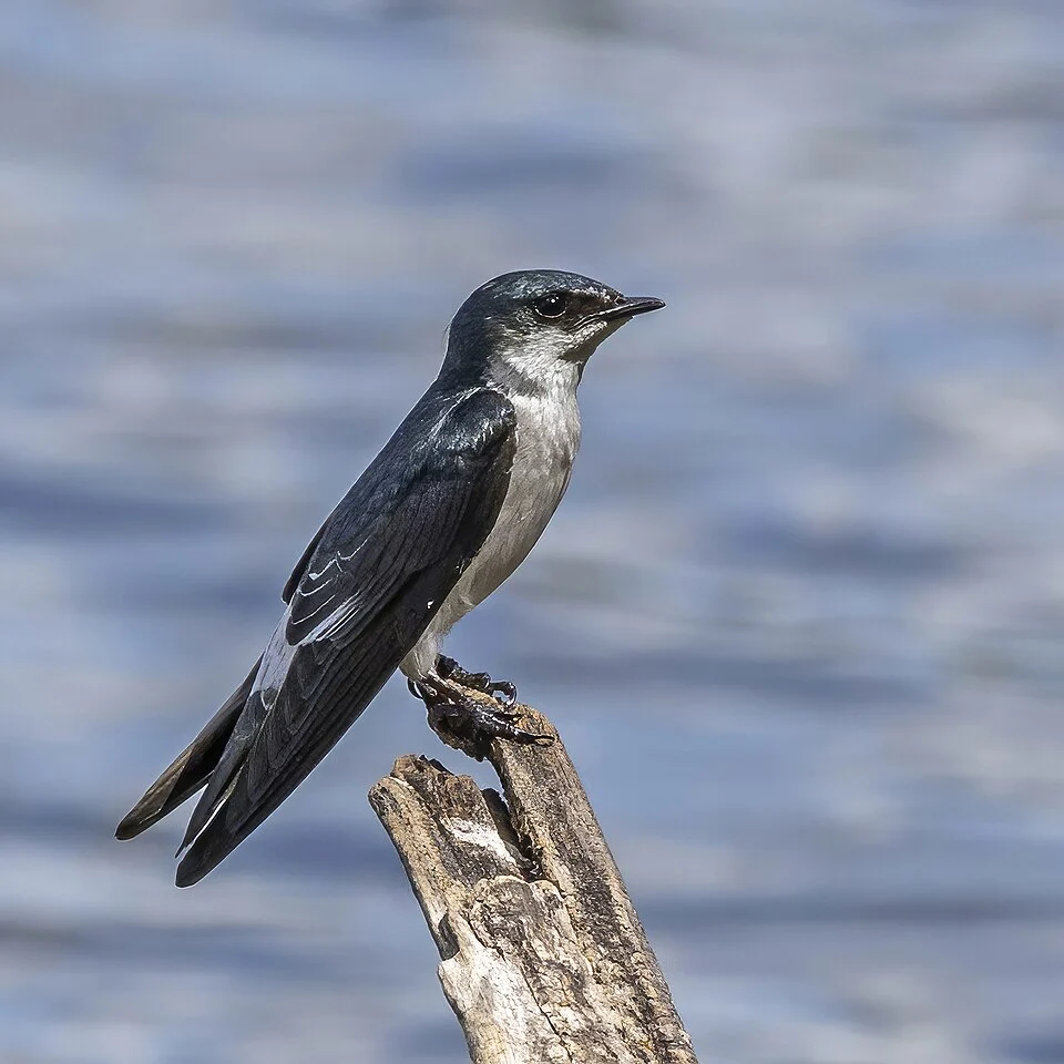 Mangrove swallow (Tachycineta albilinea) Peten, Guatemala
