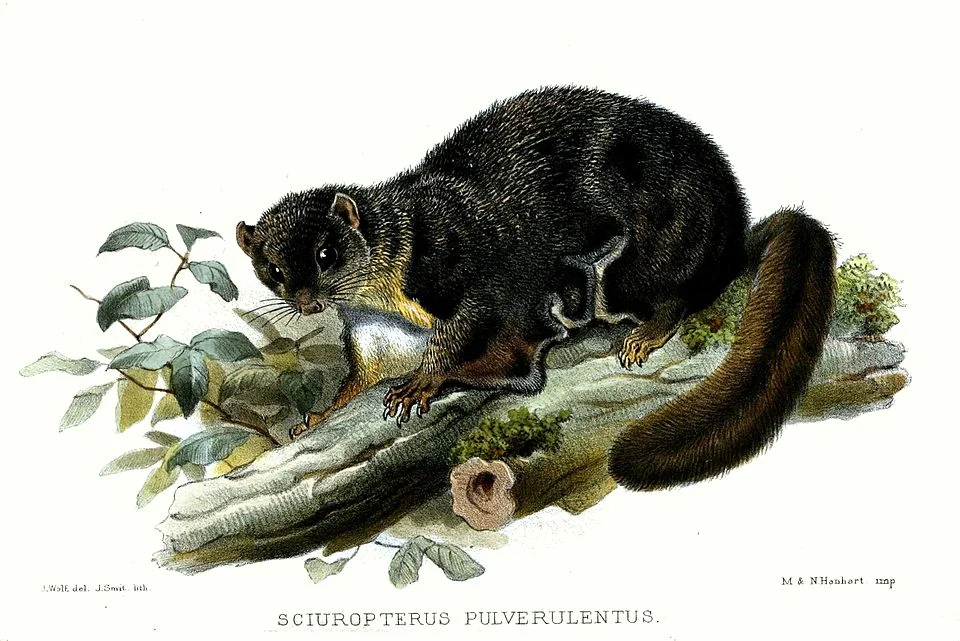 Sciuropterus pulverulentus, e.g. synonym of Pteromyscus pulverulentus