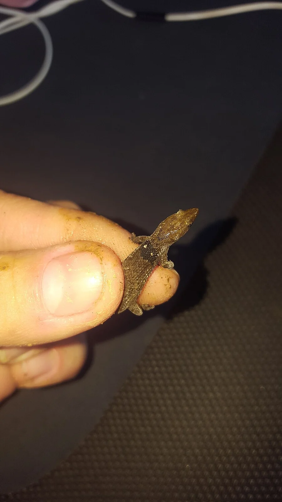 Common Gecko (Sphaerodactylus grandisquamis)