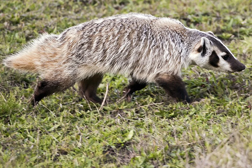American badger walking in Point Reyes National Seashore