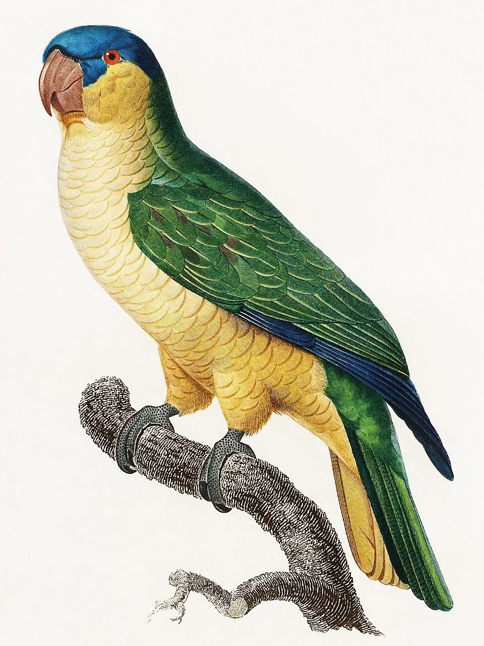 The Black-Lored Parrot, Tanygnathus gramineus from Natural History of Parrots (1801—1805) by Francois Levaillant. Original from the Biodiversity Heritage Library. Digitally enhanced by rawpixel.