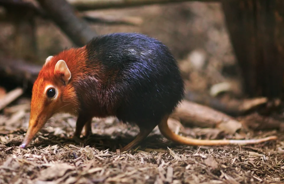 Black and rufous elephant shrew (Rhynchocyon petersi) in Philadelphia Zoo