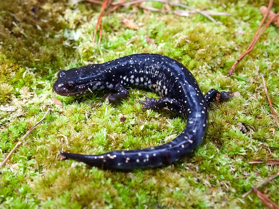 Southeastern Slimy Salamander (Plethodon grobmani). Species of amphibian.