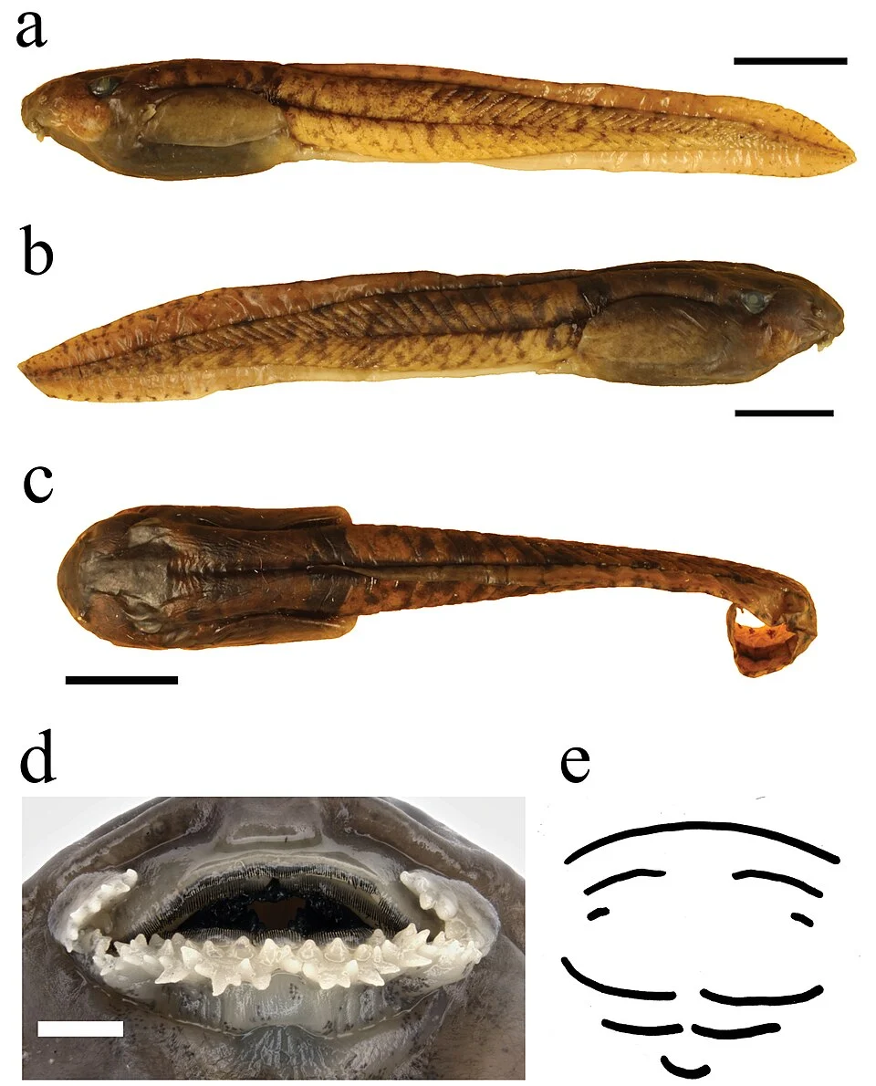Figure 15; Astylosternus rheophilus tadpoles; a ZMB 82901A, Gosner stage 26 and b–d ZMB 82892, Gosner stage 25; a–b lateral, and c dorsal view; d oral disc; e sketch of keratodont arrangement; black bars = 1 cm, white bar = 1 mm.