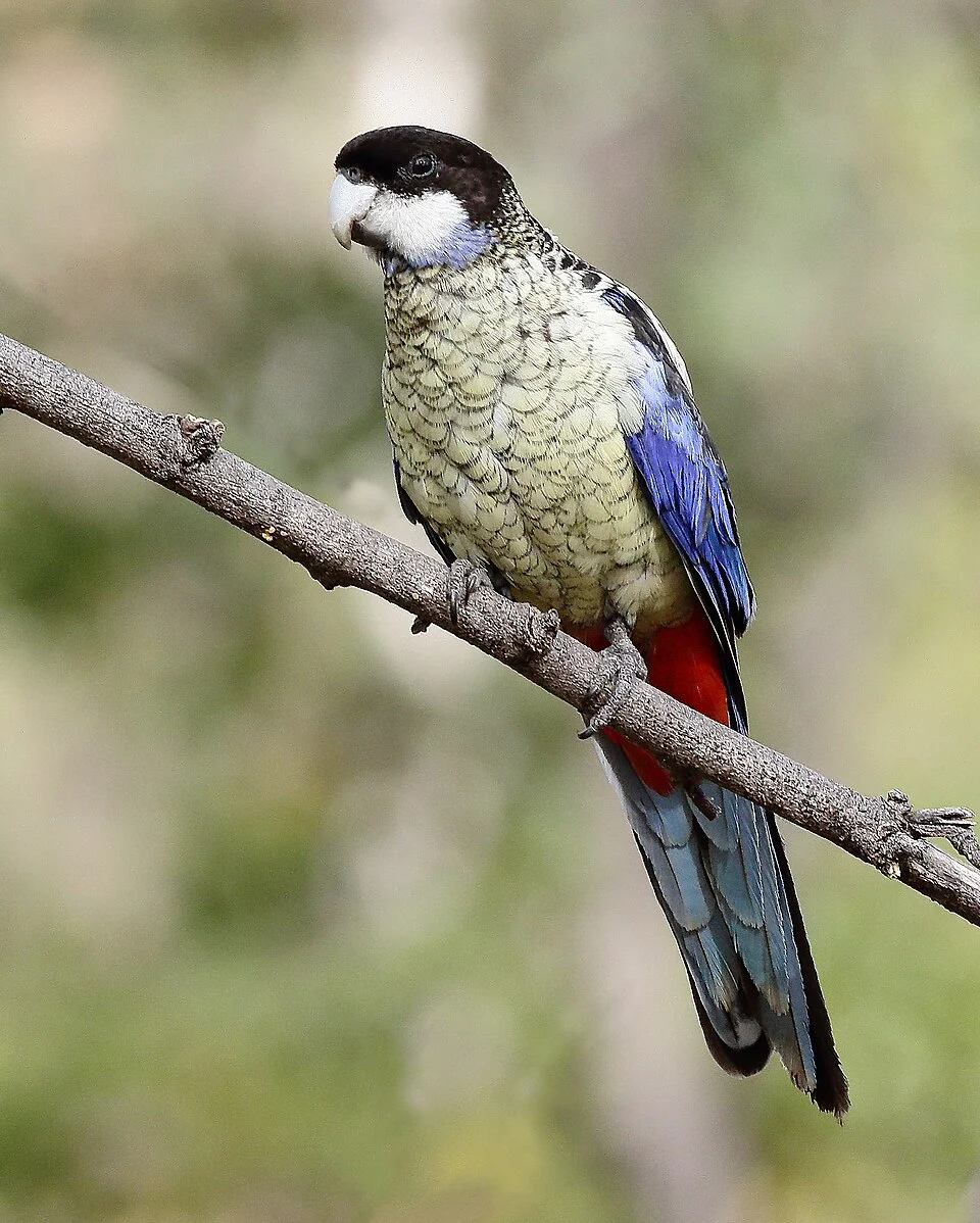 Northern Rosella (Platycercus venustus subspecies venustus) at Edith Falls National Park, Northern Territory, Australia.