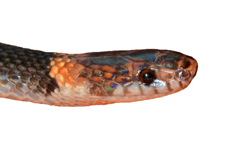 Head of holotype of Rhadinella xerophila