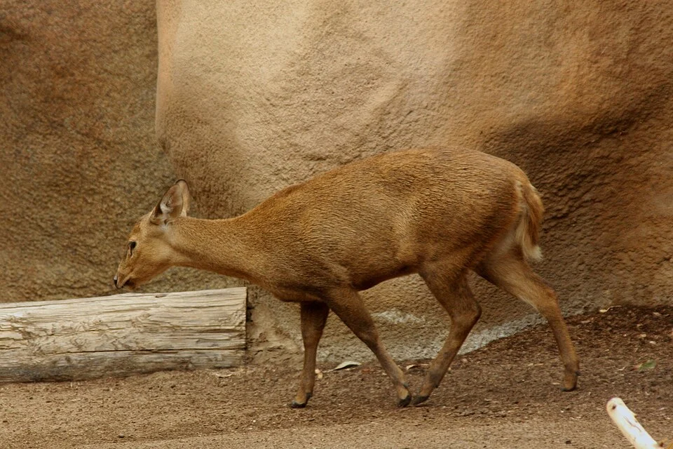 Calamian deer (Axis calamianensis) in San Diego Zoo, California, United States.