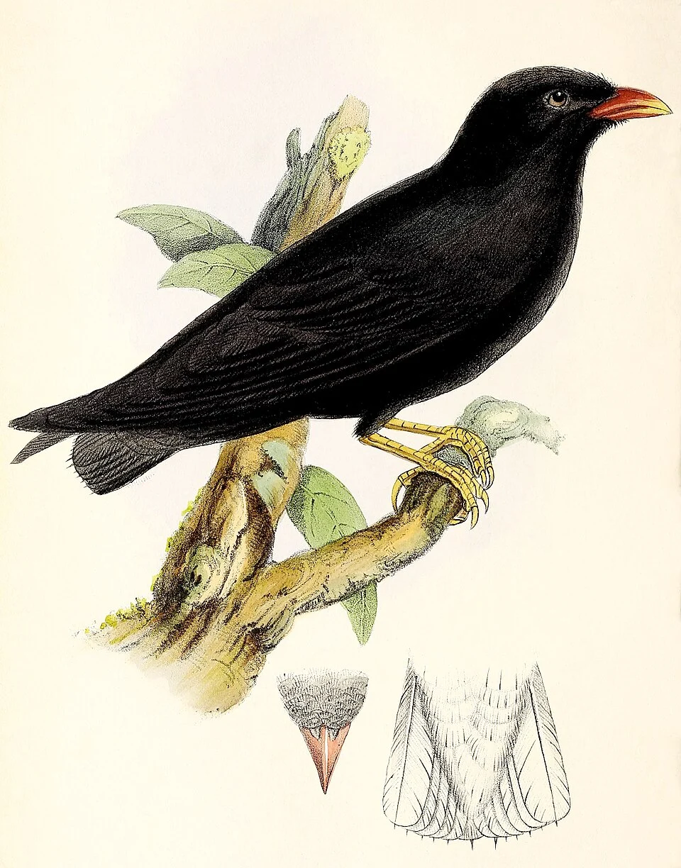 « Psalidoprocne cypselina » = Pseudochelidon eurystomina (African River Martin)