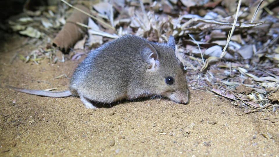 Pouched Mouse (Saccostomus campestris), photographed in the Sand River Gorge, Medike Mountain Sanctuary, Soutpansberg, South Africa.